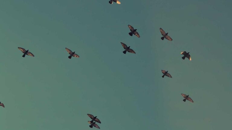 How To Access The Indian Version Of 11Xplay Online In?